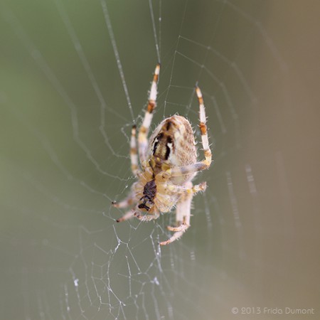 Belle Île, Bretagne